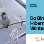 Do Birds Hibernate in Winter?